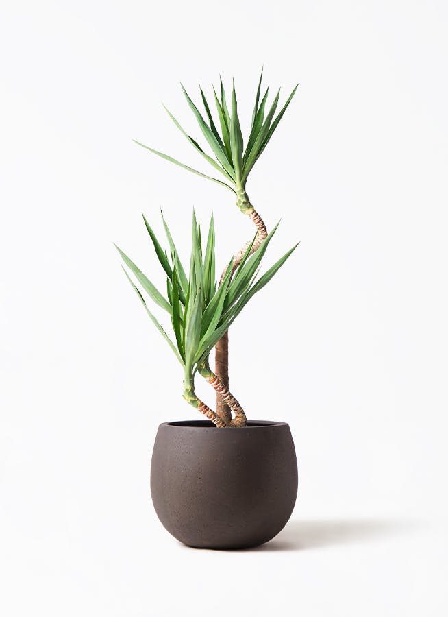 ユッカ 8号 | 観葉植物 | インテリアやギフトに - Hitohana（ひとはな）