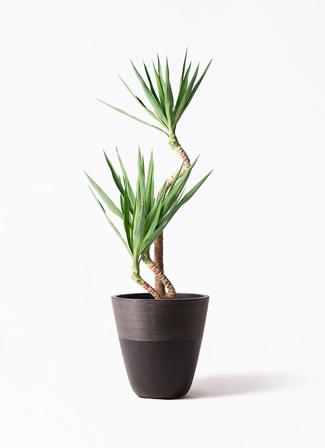 ユッカ　曲がり ユッカ 曲がり | HitoHana（ひとはな）