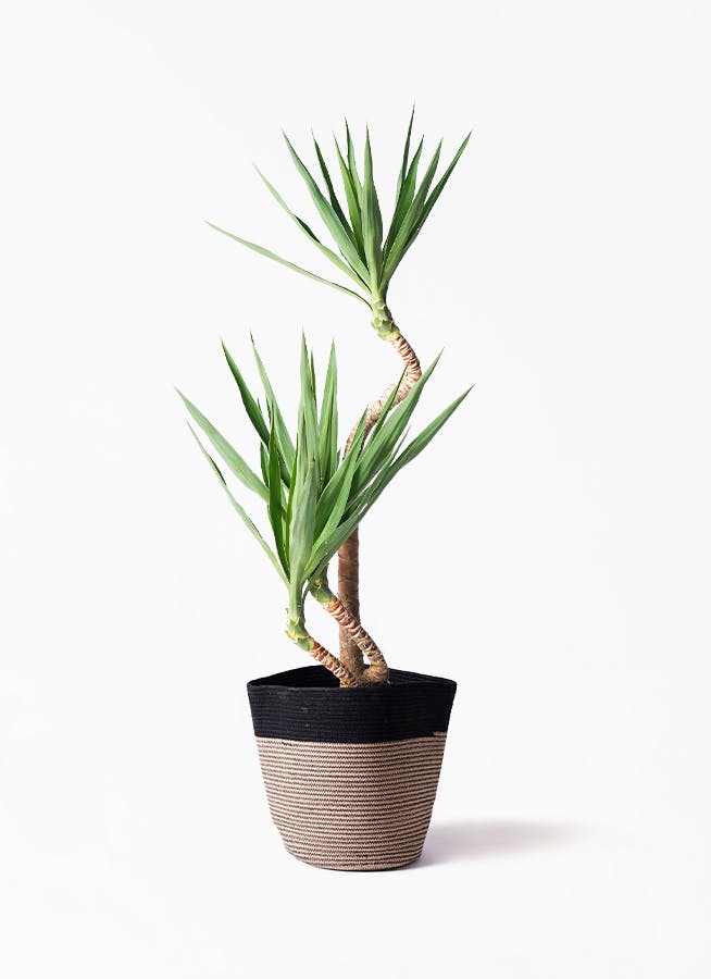 ユッカ 8号 曲がり | HitoHana（ひとはな）