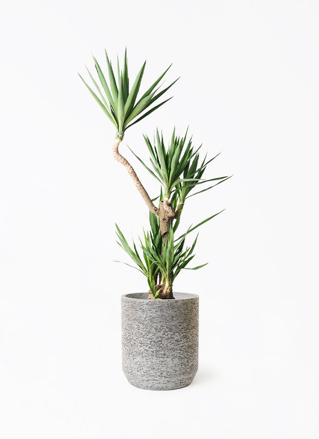 グレーの鉢カバー付きの観葉植物 | HitoHana（ひとはな）