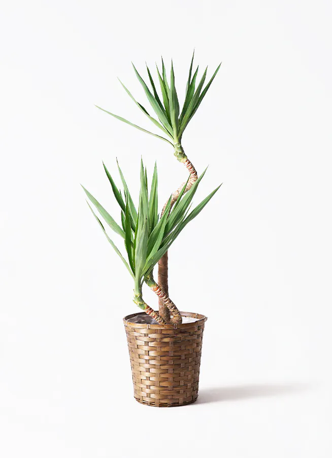 観葉植物 シュロチク（棕櫚竹） 8号 竹バスケット 付き | 観葉植物なら  