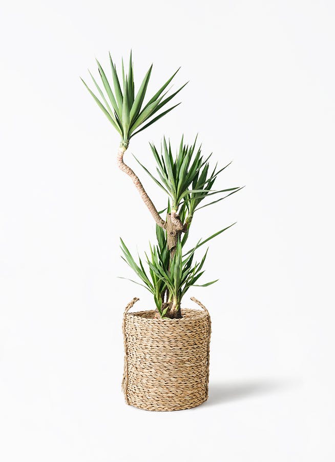 yucca-magari-154_1.jpg