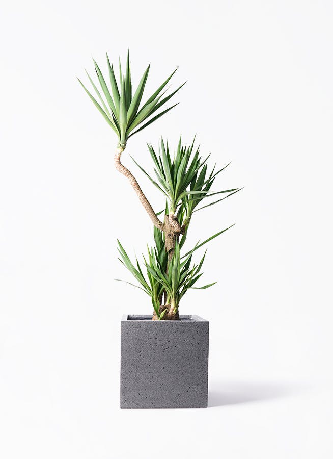 観葉植物 ドラセナ ソング オブ インディア 10号 キューブ ラテル