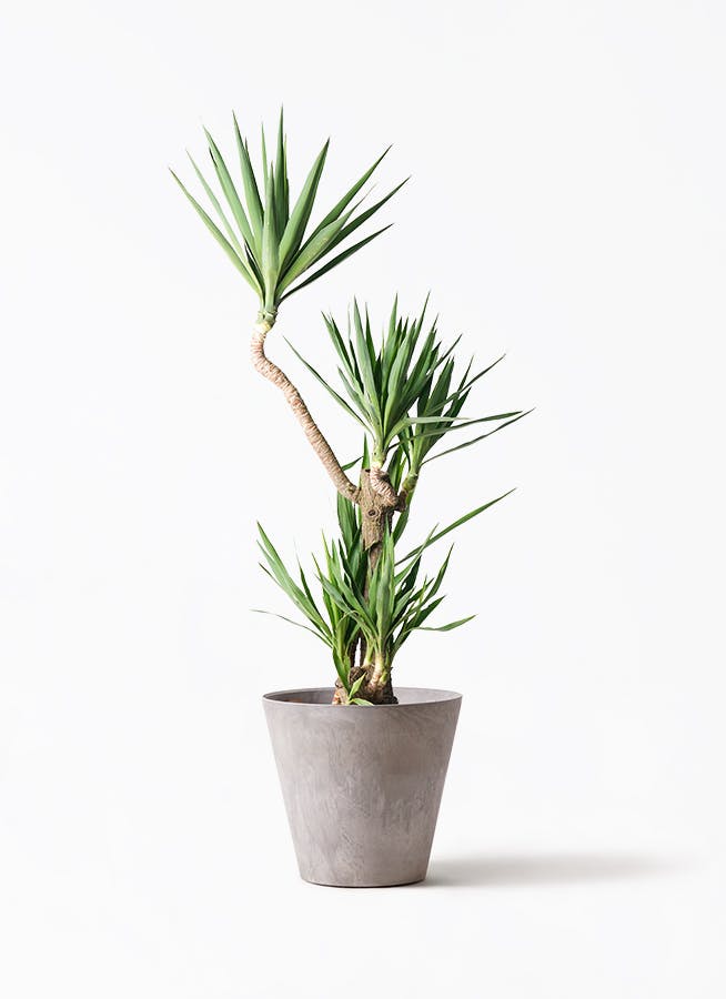 グレーの鉢カバー付きの観葉植物 | HitoHana（ひとはな）