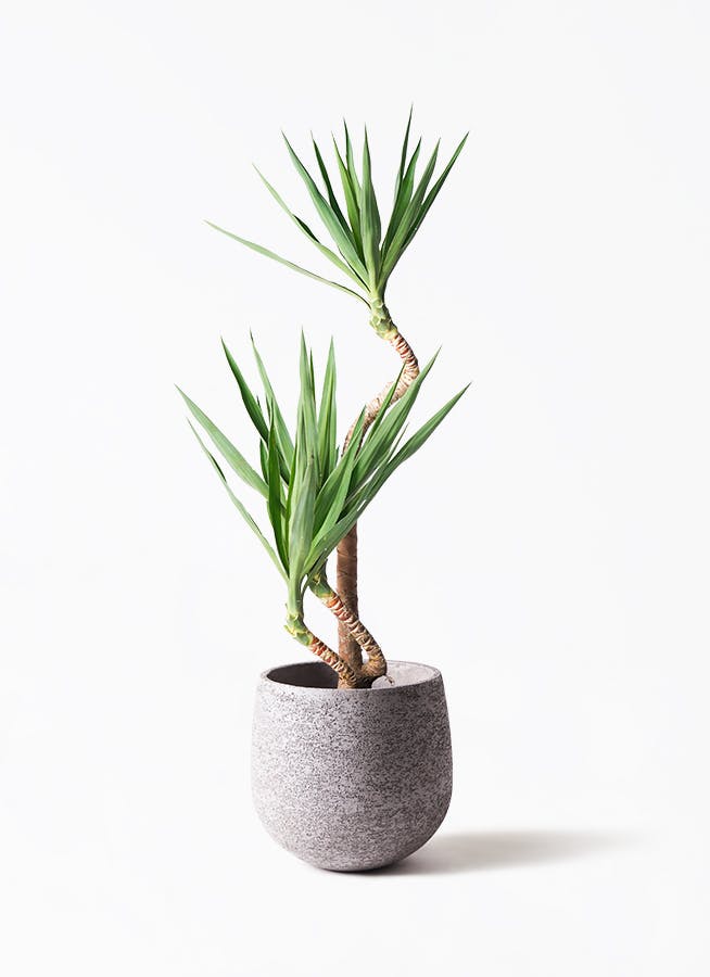 yucca-magari-12_1.jpg
