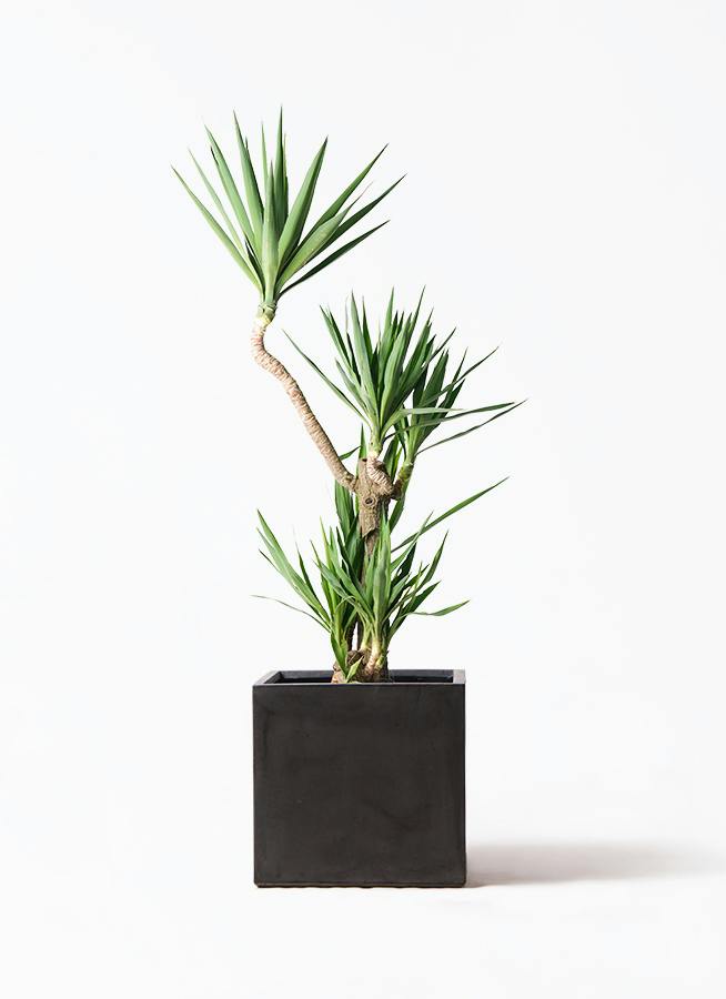 観葉植物 トックリヤシ 10号 ファイバークレイ キューブ 付き | 観葉