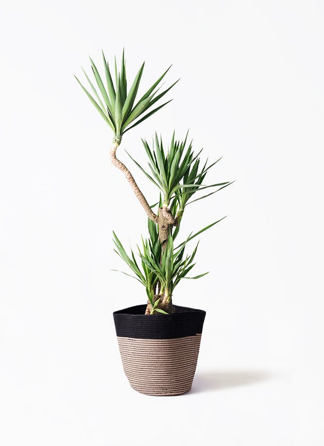 観葉植物 トックリラン ポニーテール 10号 リブバスケットNatural and