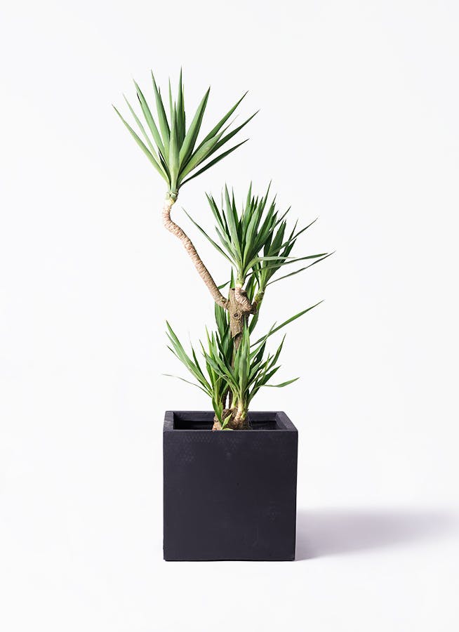 観葉植物 ドラセナ コンシンネ レインボー 10号 ストレート ベータ