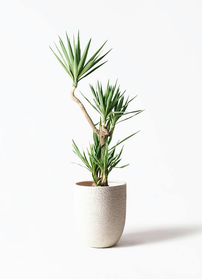 観葉植物 ドラセナ カンボジアーナ 10号 1本立ち ビアスアルトエッグ