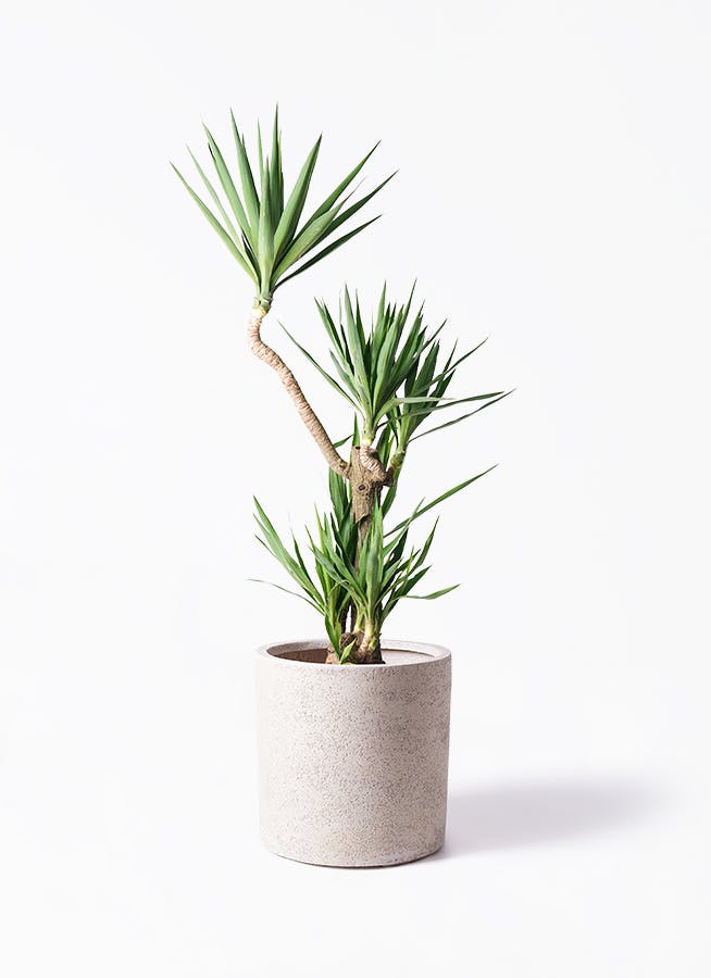 ユッカ（青年の木） | 観葉植物通販HitoHana（ひとはな）