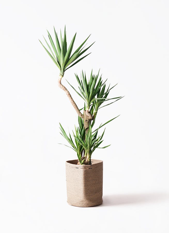 yucca-magari-109_1.jpg