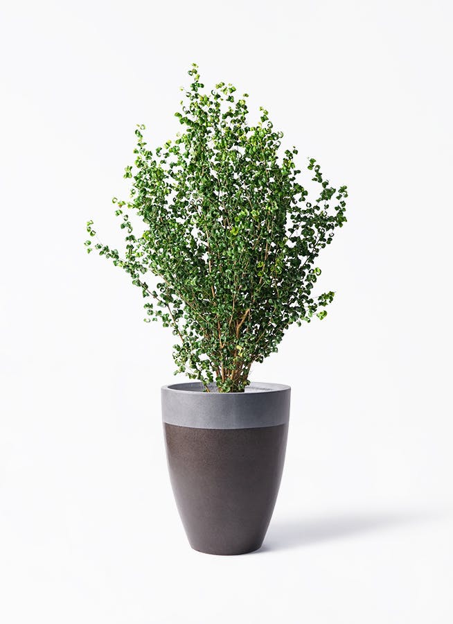 フィカス ベンジャミン バロック | 観葉植物ならHitoHana（ひとはな）