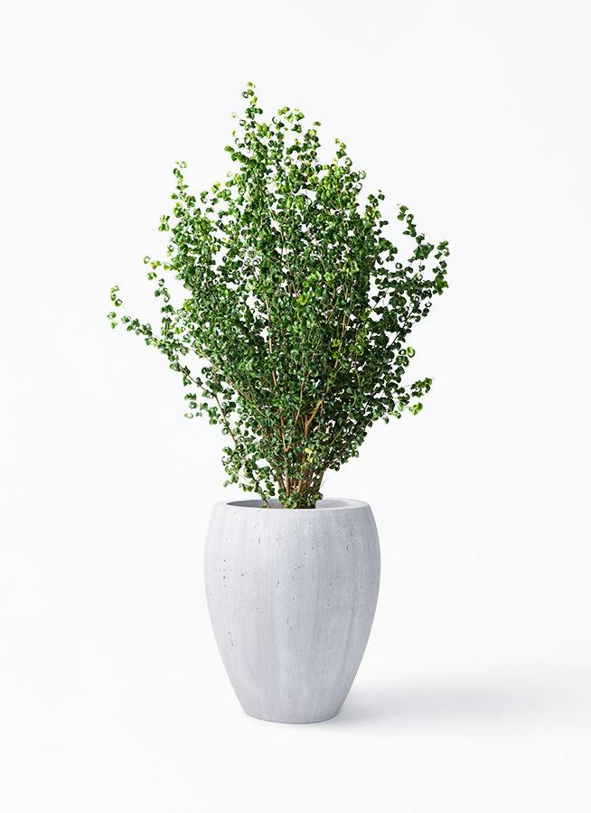 ベンジャミン 大型 | 観葉植物通販HitoHana(ひとはな)