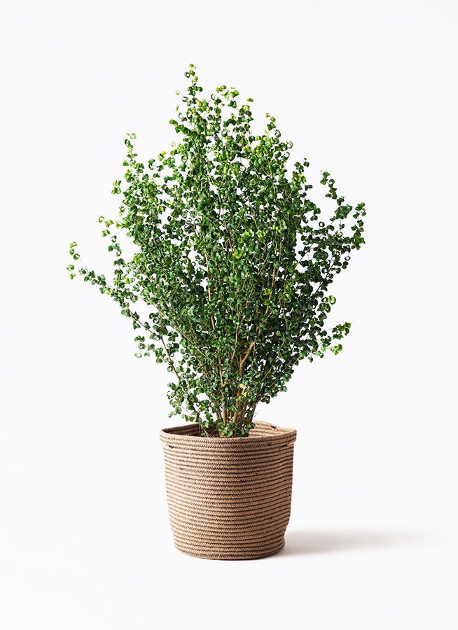 観葉植物】ベンジャミンバロック鉢植え | 観葉植物 | 橋本種苗園