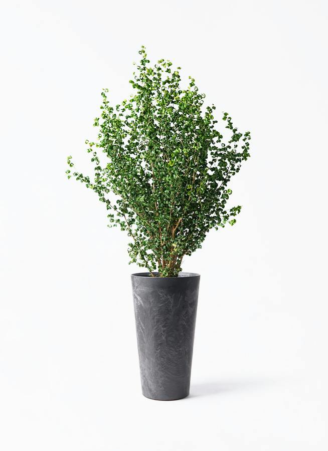 フィカス ベンジャミン 8号 | 観葉植物 | インテリアやギフトに
