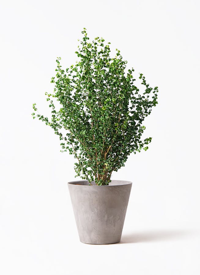 フィカス ベンジャミン 8号 | 観葉植物 | インテリアやギフトに