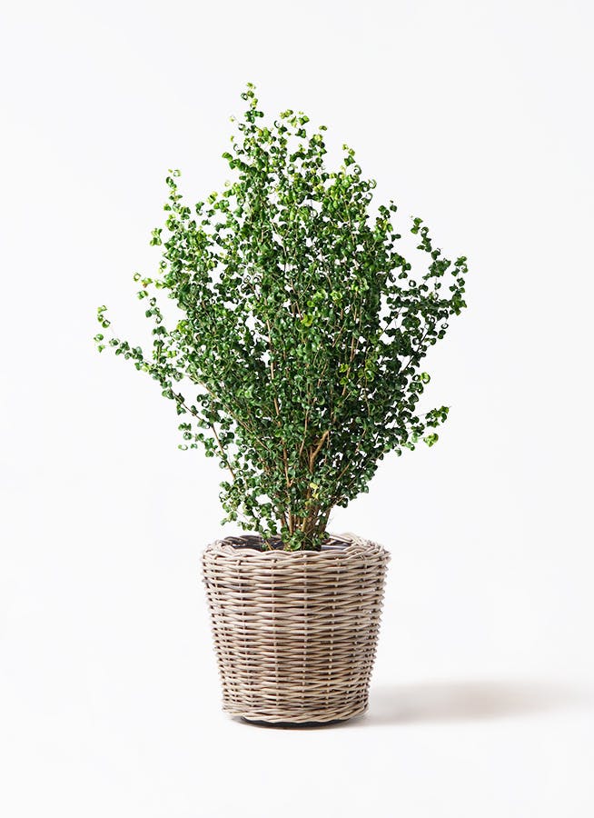 フィカス ベンジャミン バロック | 観葉植物ならHitoHana（ひとはな）