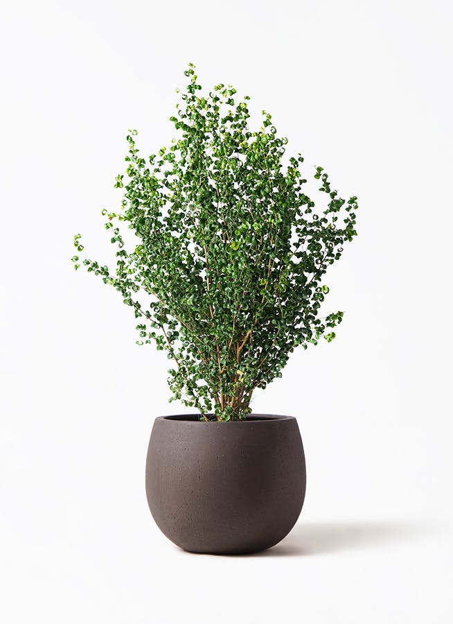 ベンジャミン 大型 | 観葉植物通販HitoHana(ひとはな)