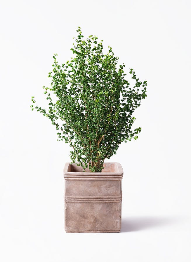 観葉植物 茶色の鉢付き ベンジャミン 【公式通販】