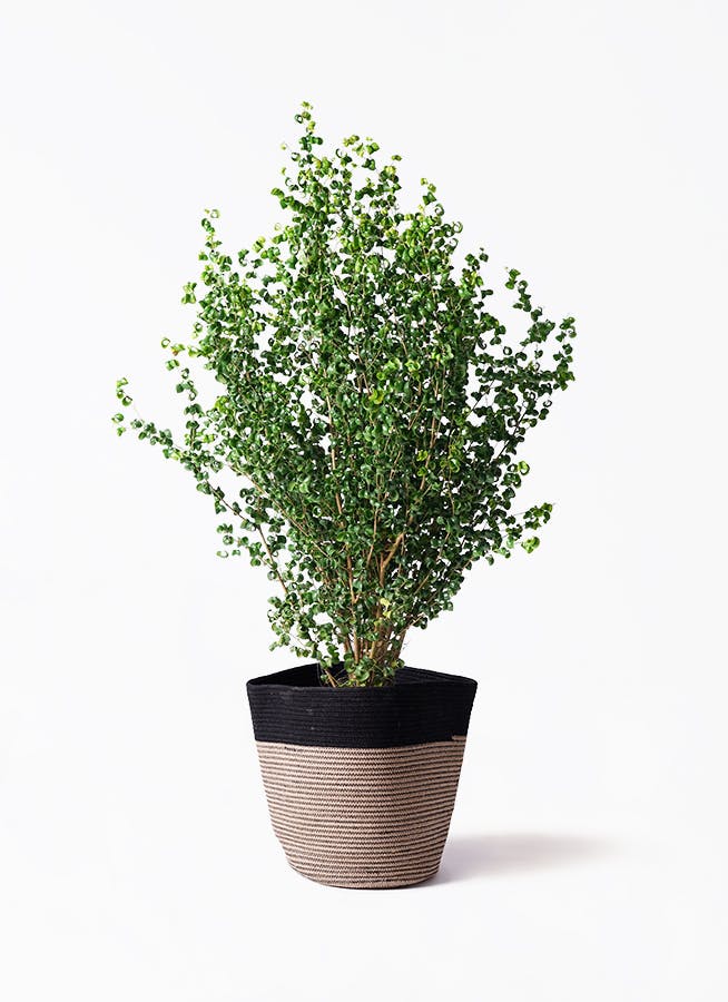 観葉植物 ドラセナ ソング オブ ジャマイカ 8号 リブバスケット