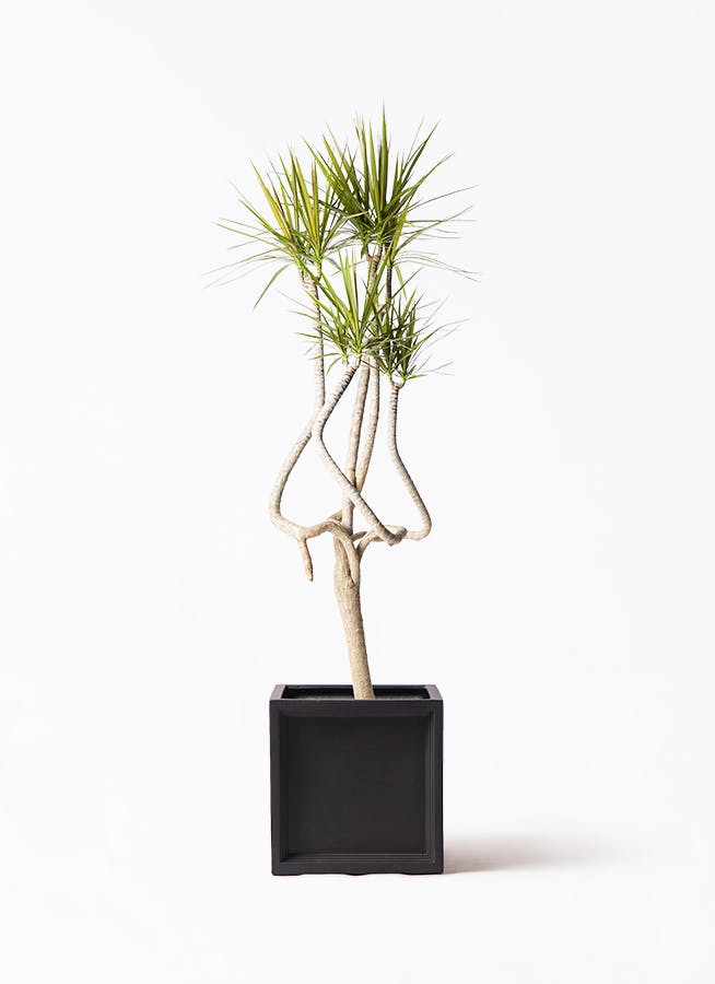 ドラセナ コンシンネ 曲がり（龍） | HitoHana（ひとはな）