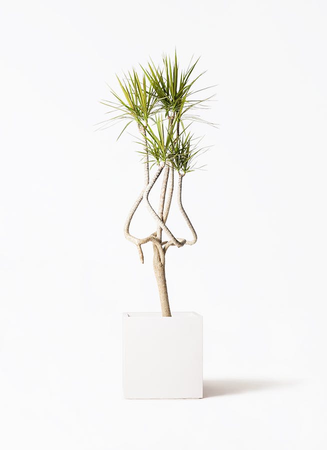 ドラセナ コンシンネ | 観葉植物の通販ならHitoHana（ひとはな）