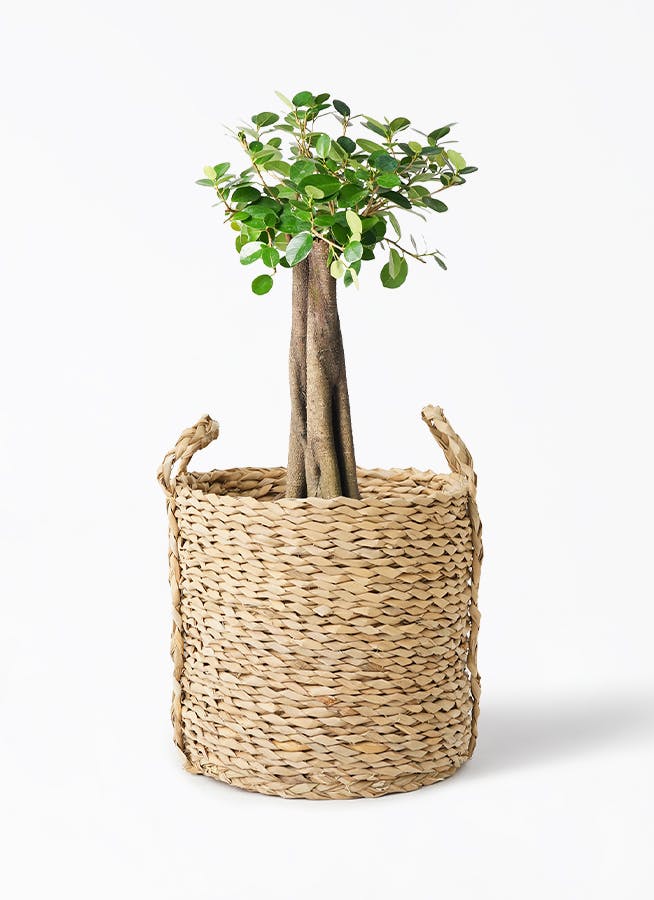 ガジュマル 8号 | 観葉植物通販HitoHana(ひとはな)
