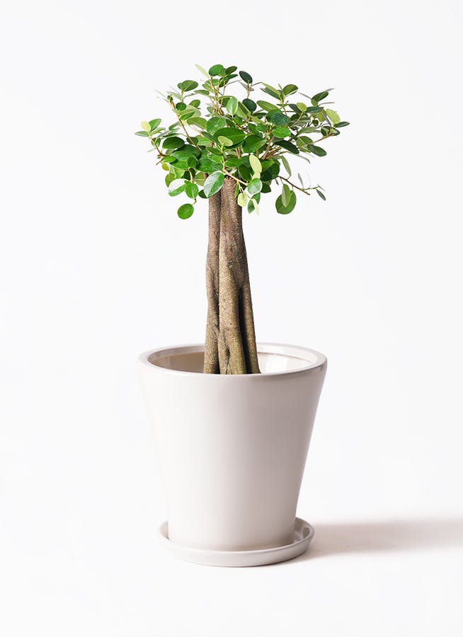 現品】ガジュマル 8号 白鉢（3） - 植物/観葉植物