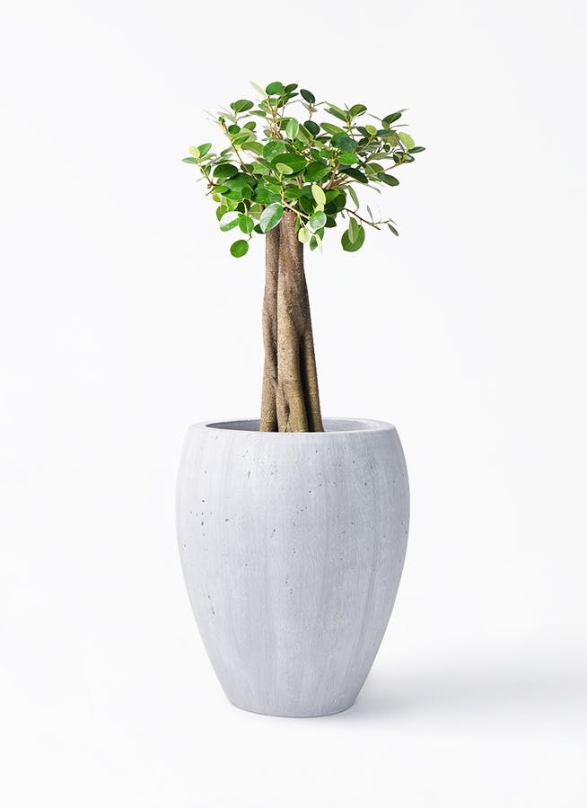 ガジュマル 8号 | 観葉植物通販HitoHana(ひとはな)