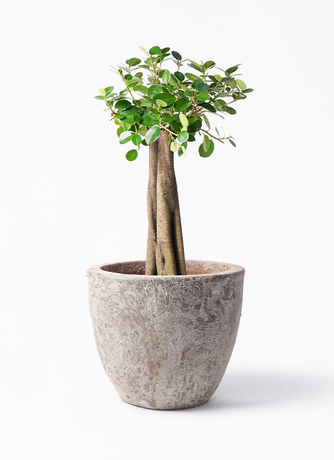 パンダ ガジュマル | 観葉植物通販HitoHana(ひとはな)