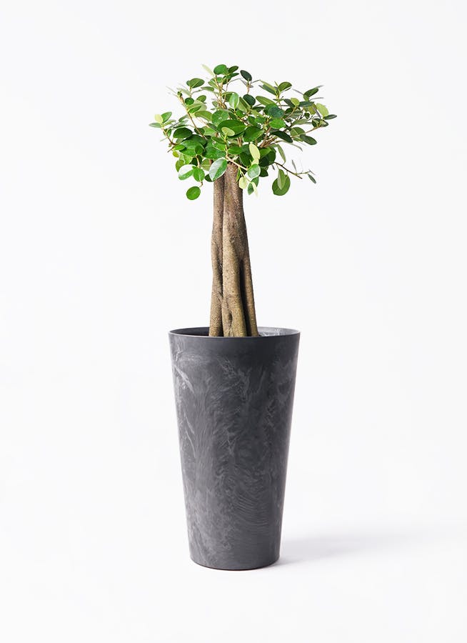 ガジュマル 8号 | 観葉植物通販HitoHana(ひとはな)