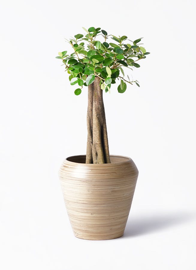 ガジュマル 8号 | 観葉植物通販HitoHana(ひとはな)