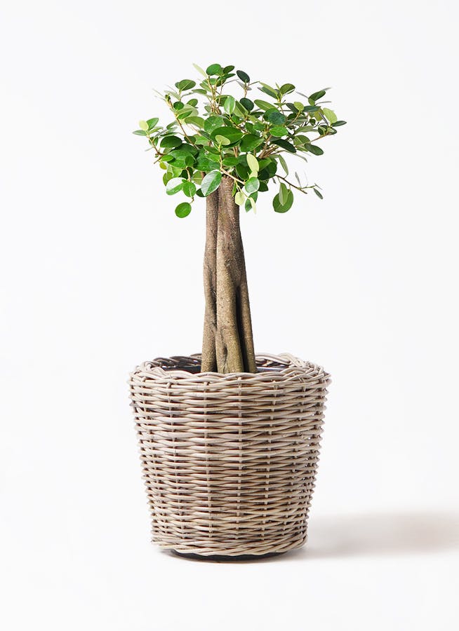 観葉植物 ガジュマル 8号 パンダ 朴仕立て モンデリック ラタン 付き