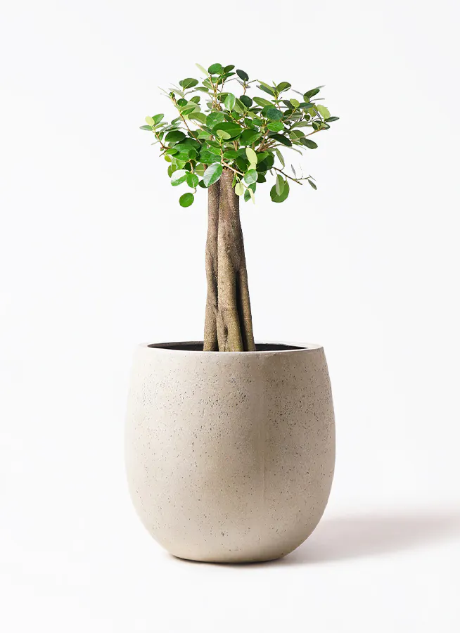 パンダ ガジュマル | 観葉植物通販HitoHana(ひとはな)