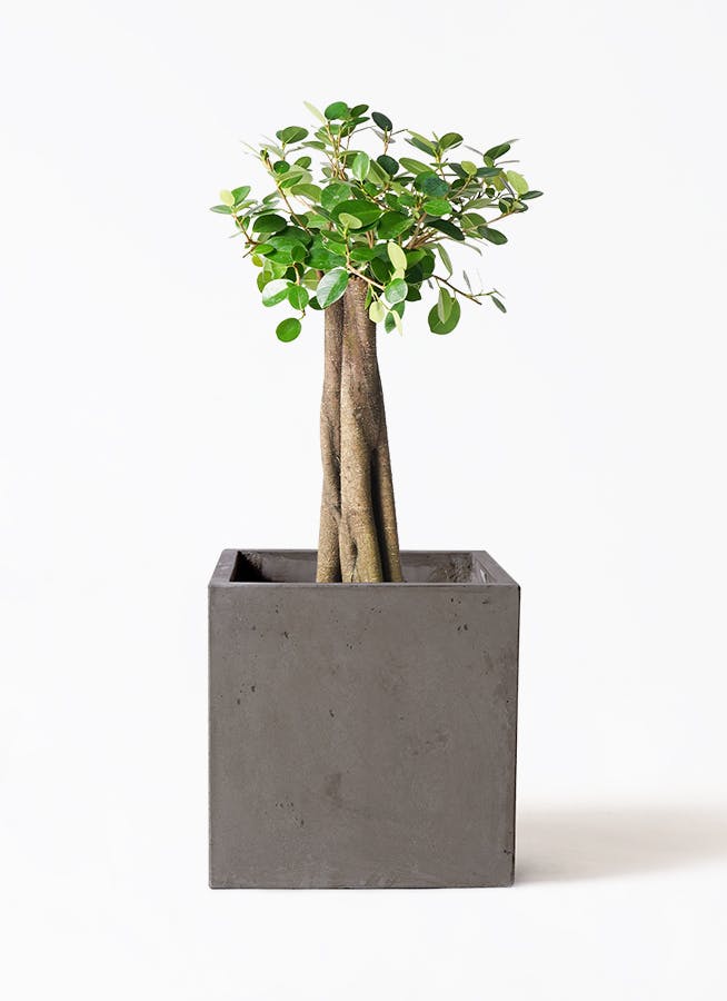 現品］【希少】1番 パンダガジュマル 8号 観葉植物 室内 レア ゴムの木