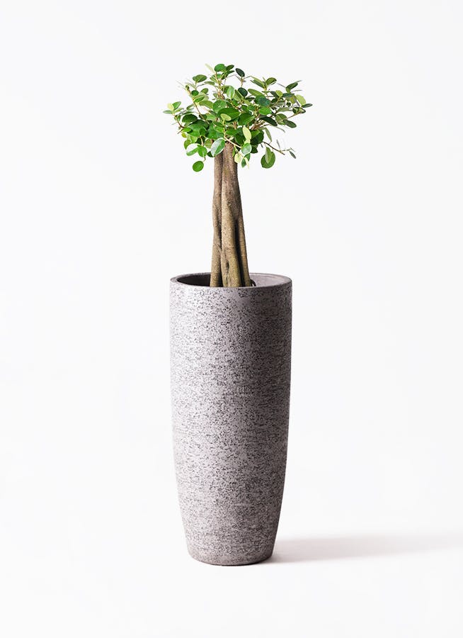 観葉植物 ガジュマル 8号 パンダ Eco Stone (エコストーン) トールタイプ Gray 付き | 観葉植物ならHitoHana(ひとはな)