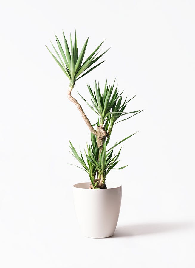 ユッカ 10号 | 観葉植物 | インテリアやギフトに - Hitohana（ひとはな）