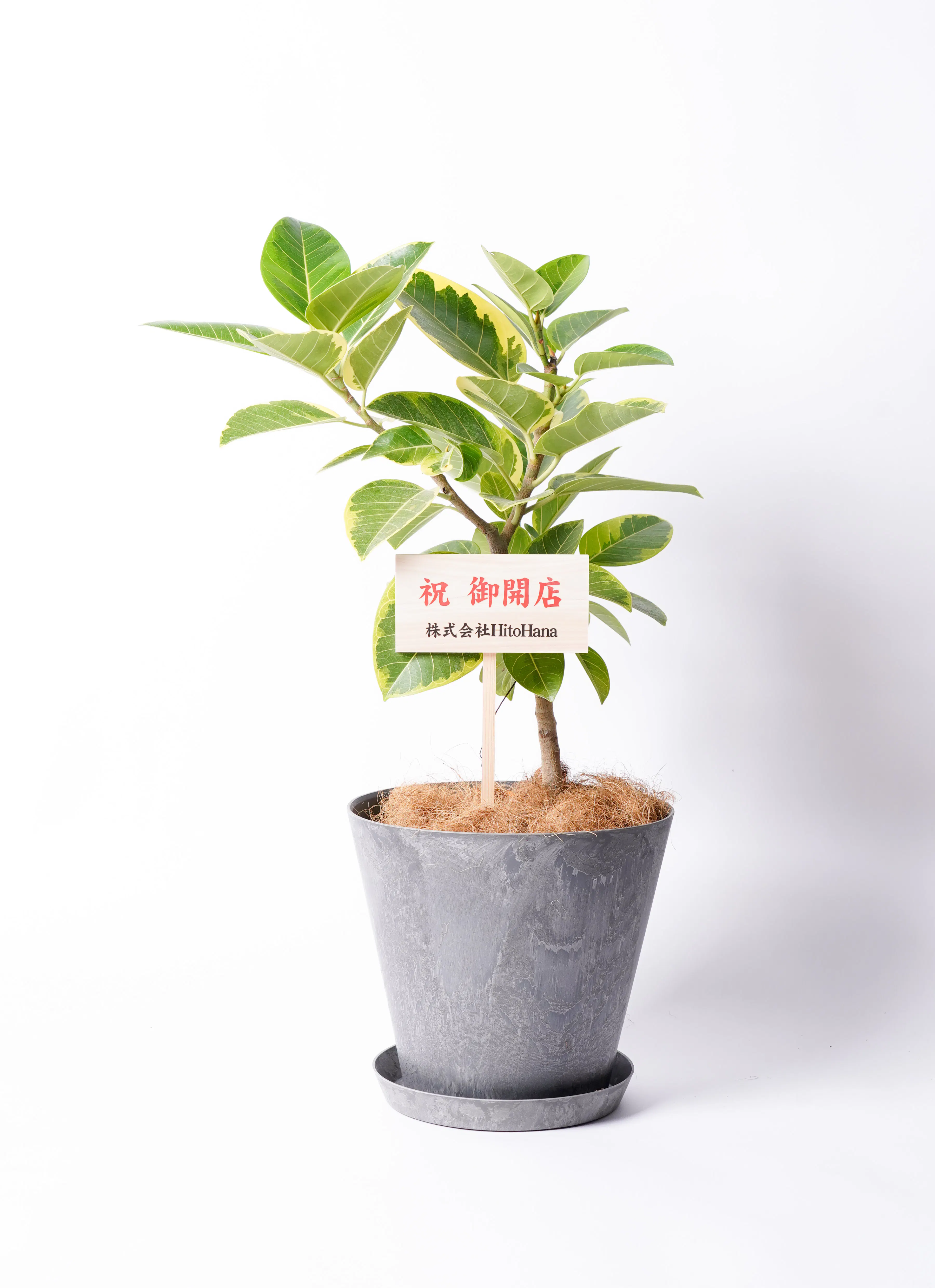 開店・開業・開院 祝いに贈る観葉植物 | 通販専門店 HitoHana（ひとはな）