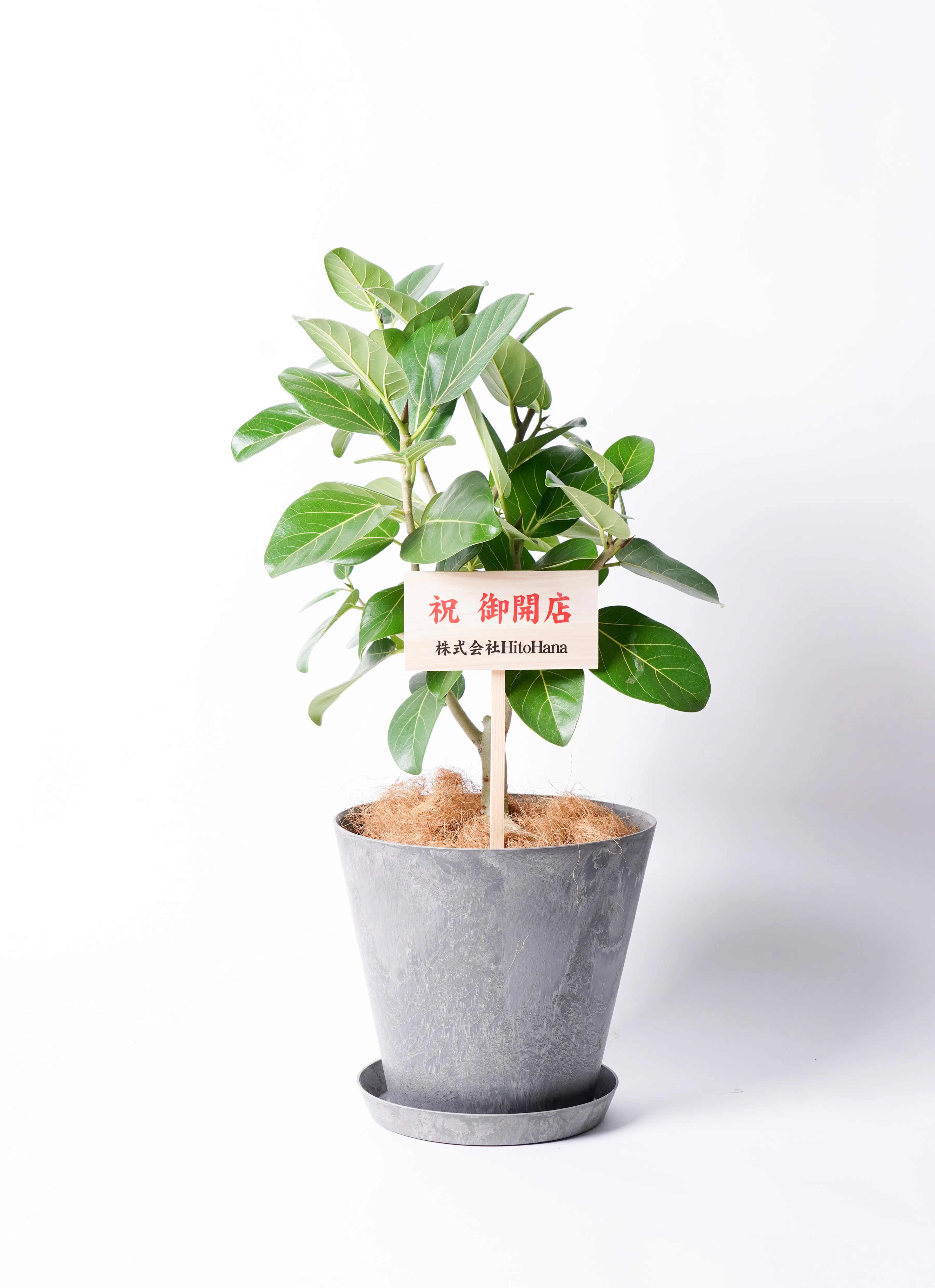 開店・開業・開院 祝いに贈る観葉植物 | 通販専門店 HitoHana（ひとはな）