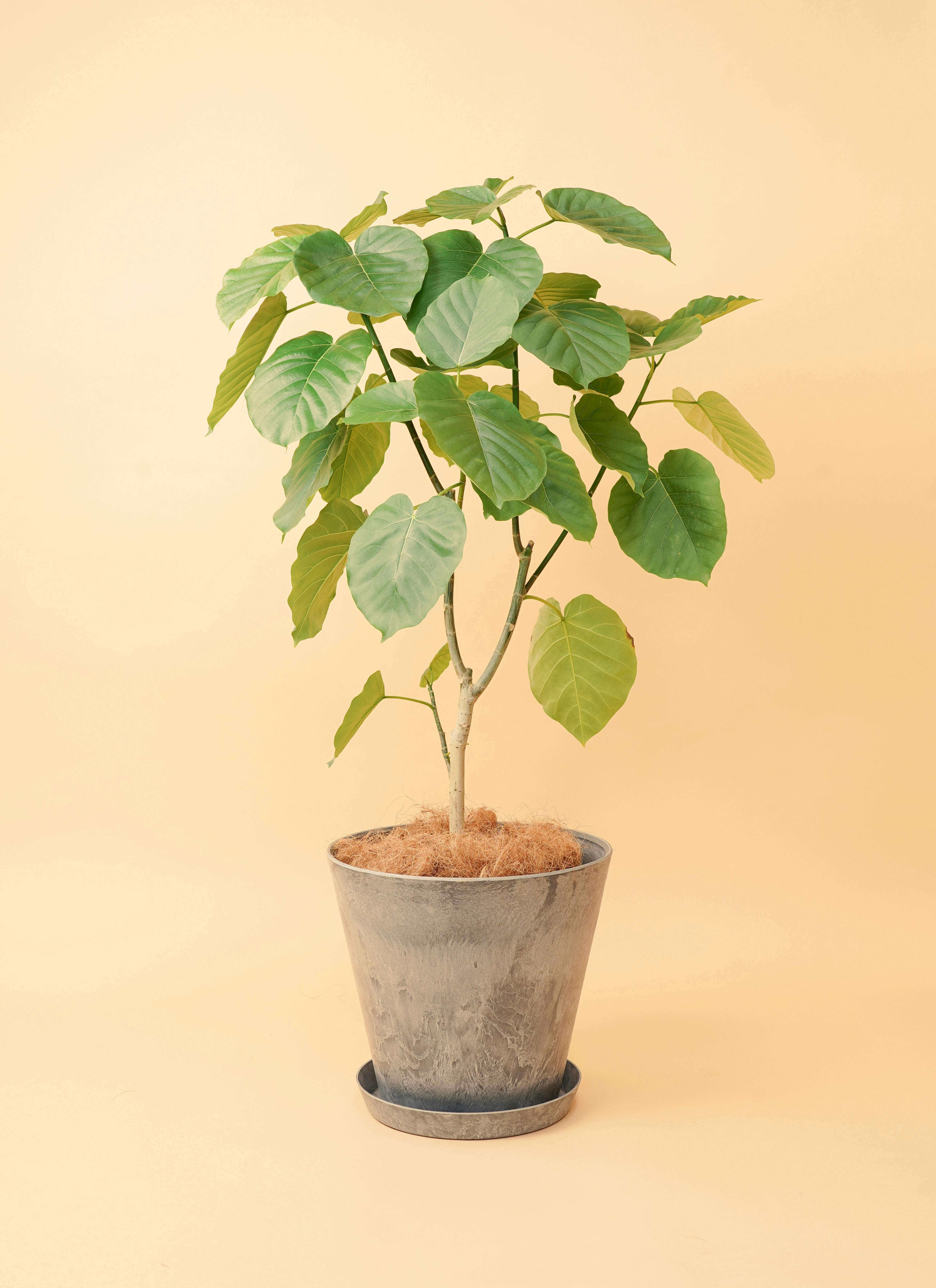も 様専用 フィカス アフリカンプリンス No.23 - 植物/観葉植物