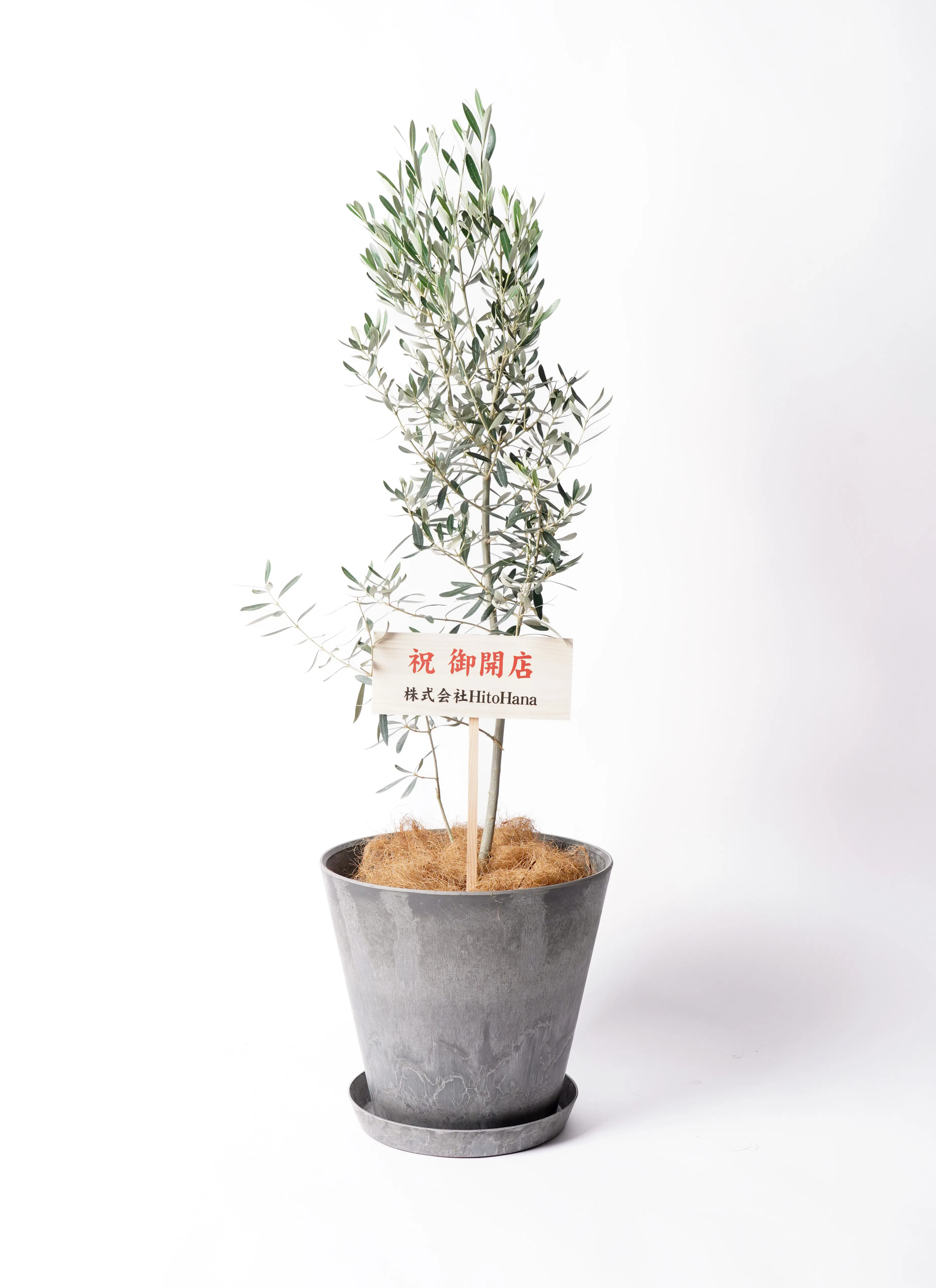 オリーブの木 チプレッシーノ | 観葉植物 | 送料無料でお届け 