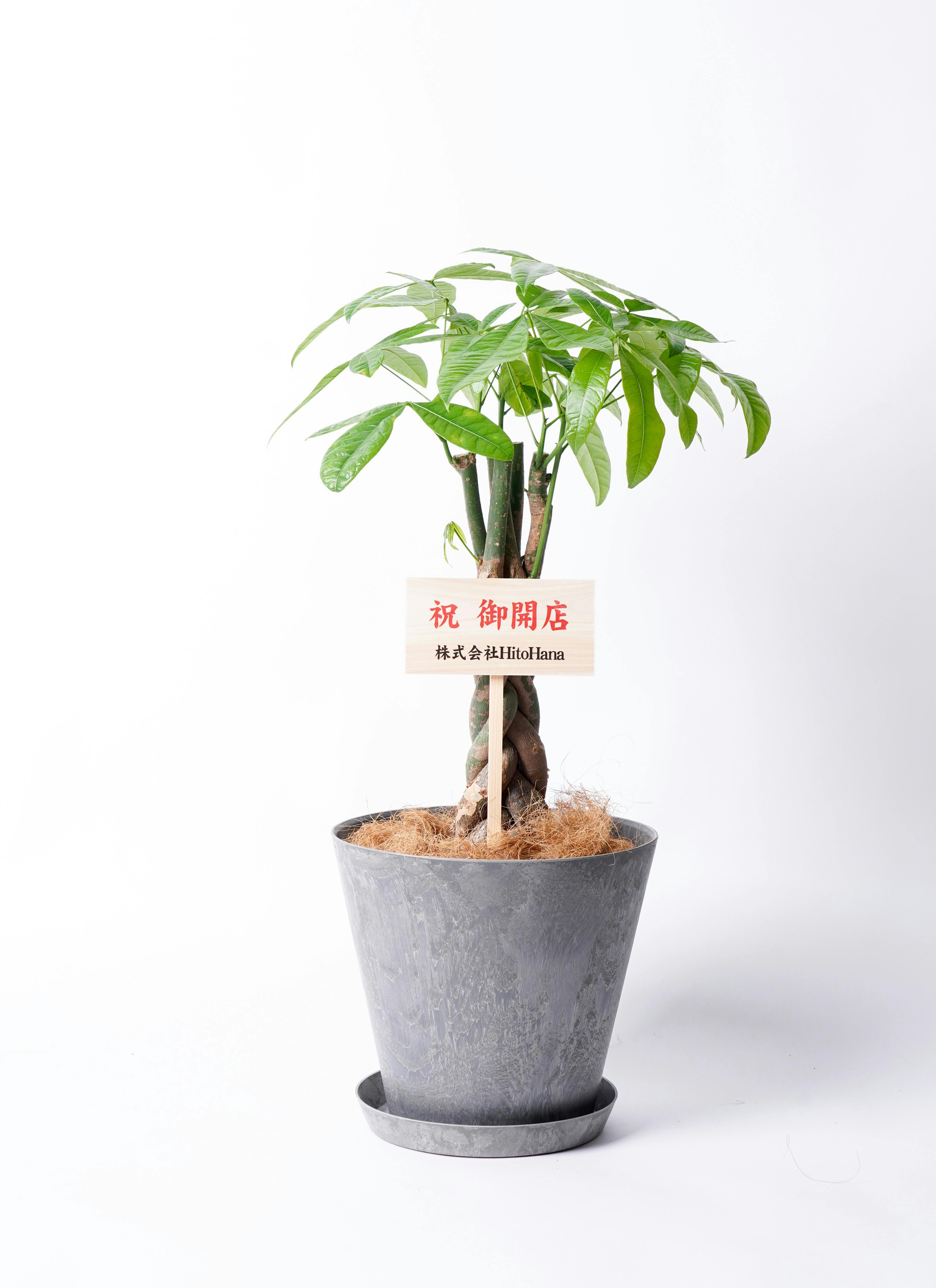 観葉植物 パキラ ねじり 床置きM（7号）アートストーン グレー＋専用鉢