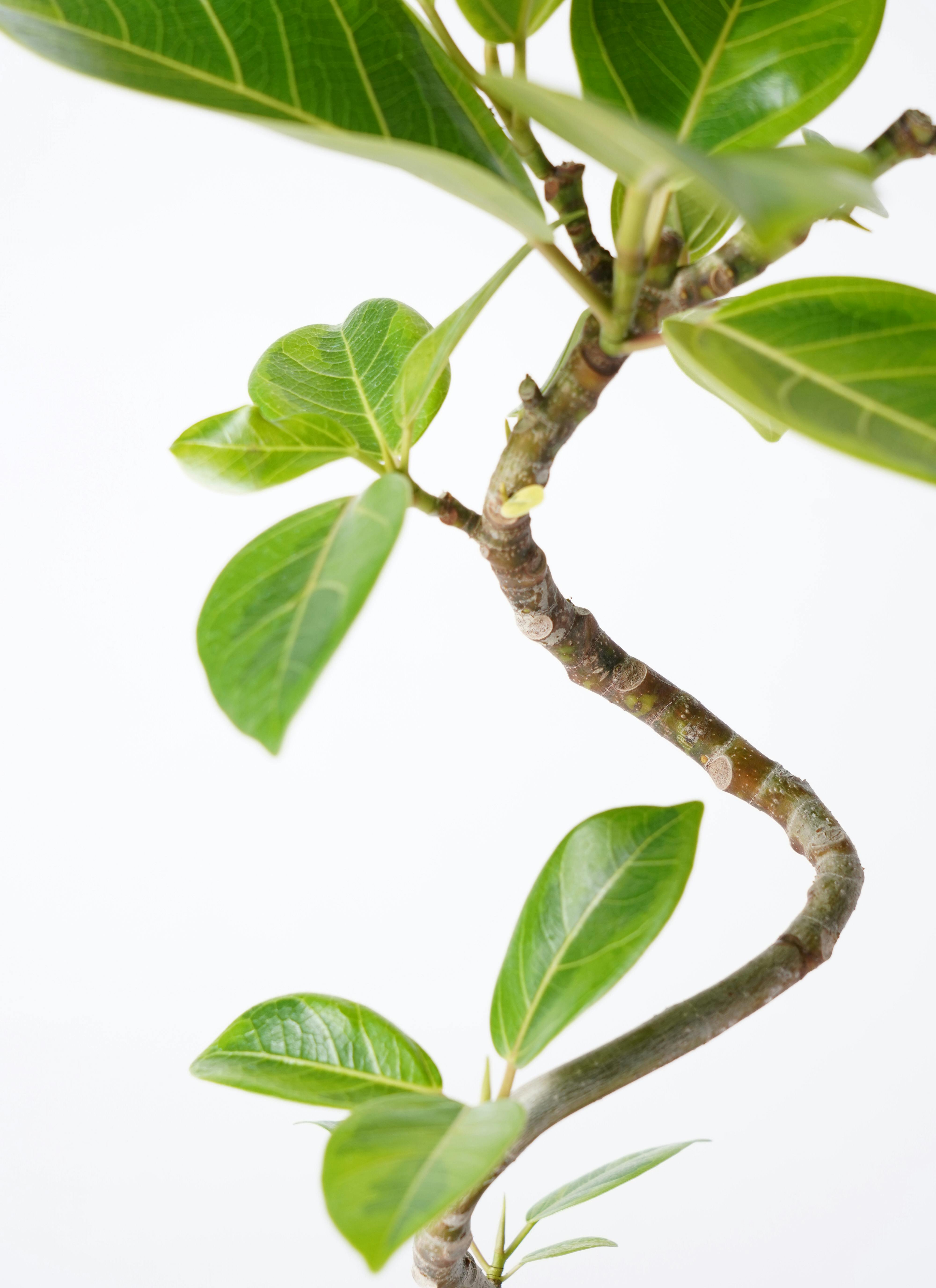 観葉植物 フィカス アルテシーマ 4号 曲り プラスチック鉢 | 観葉植物
