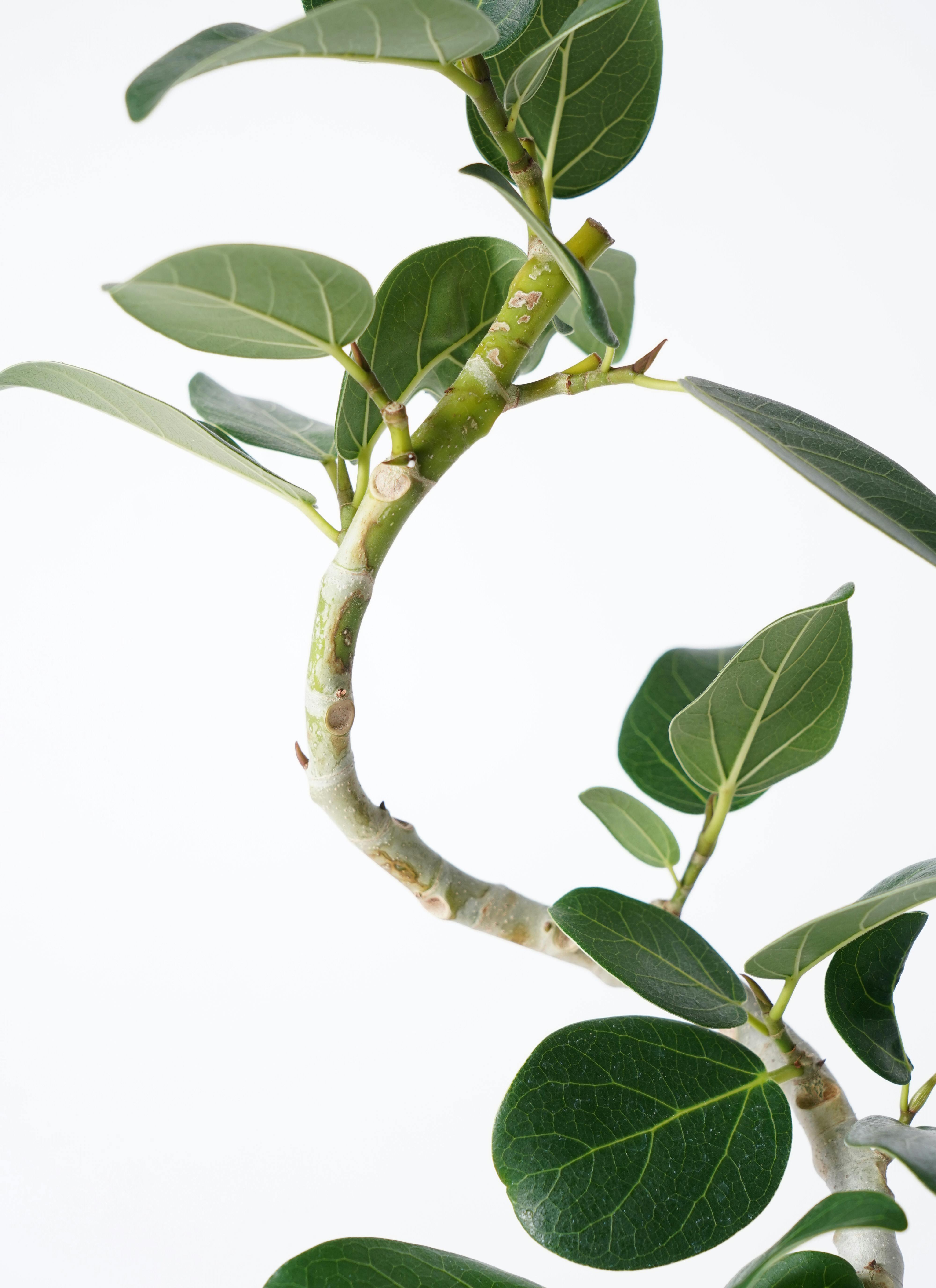 観葉植物 フィカス ベンガレンシス 4号 曲り ハンネ 16 R