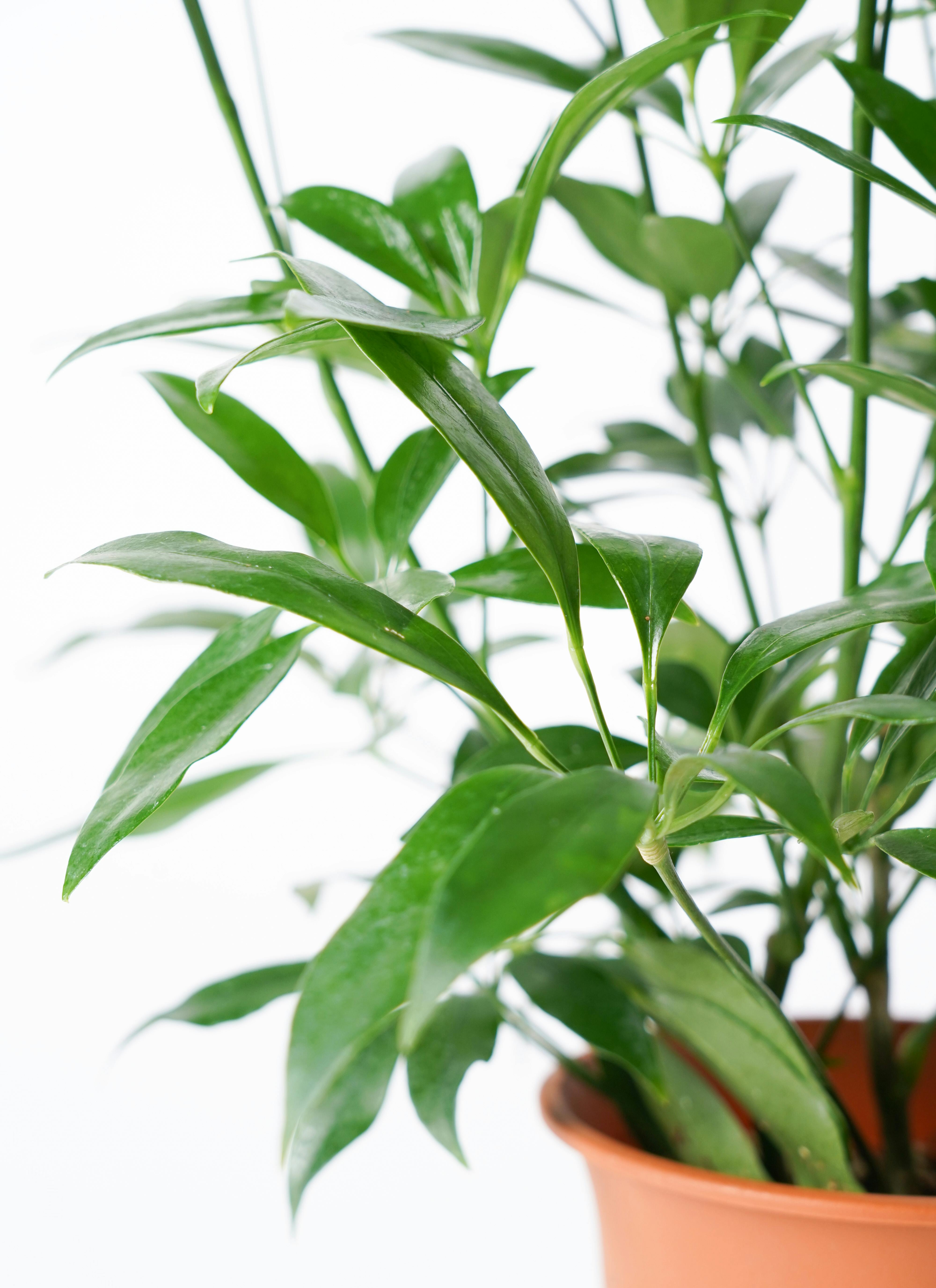 観葉植物 シェフレラ コンパクタ 4号 ラーケルシリンダー 15 ゴールド