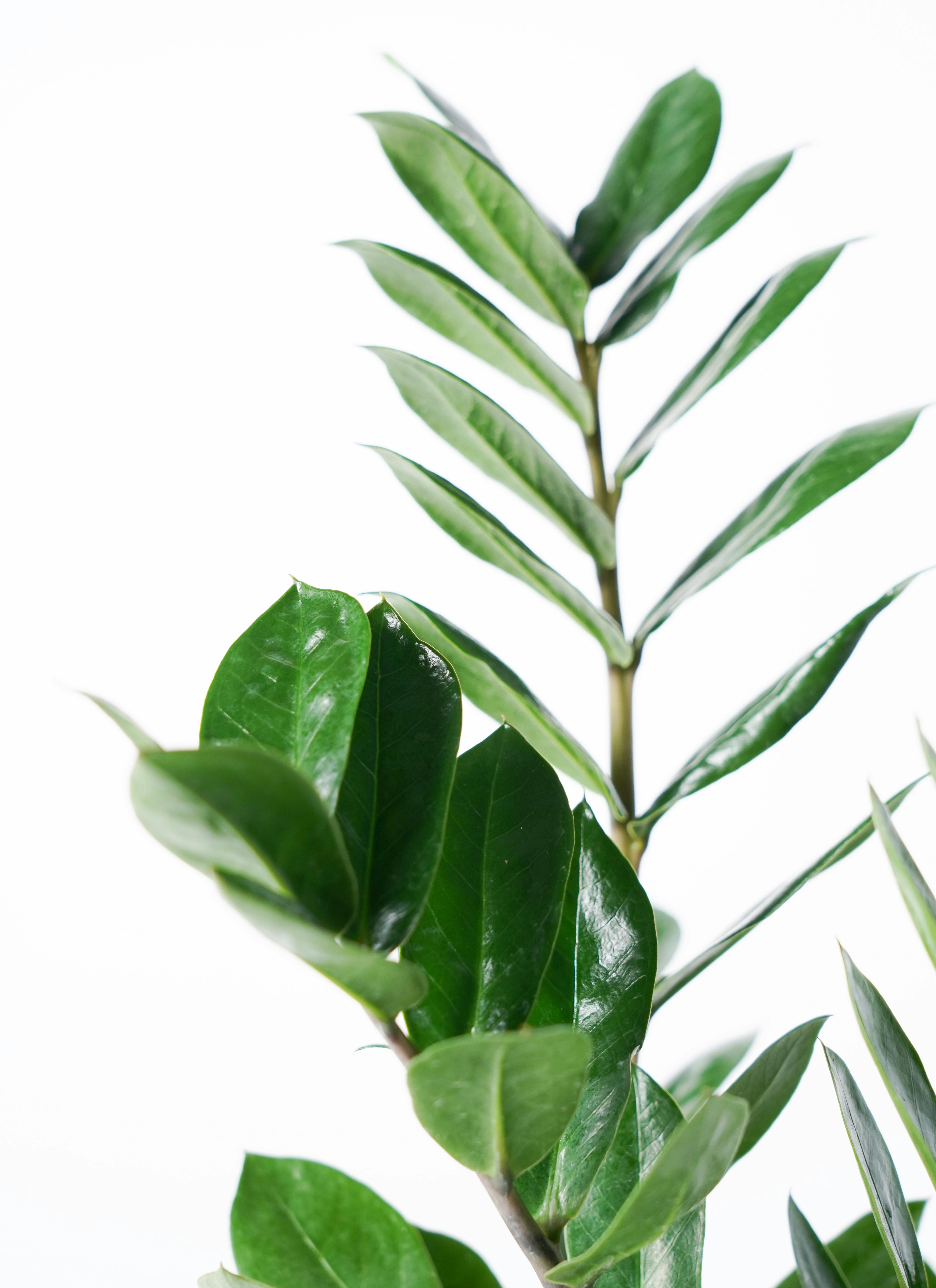 観葉植物 ザミオクルカス 4号 エメリ 14 G グリーン 付き | 観葉植物