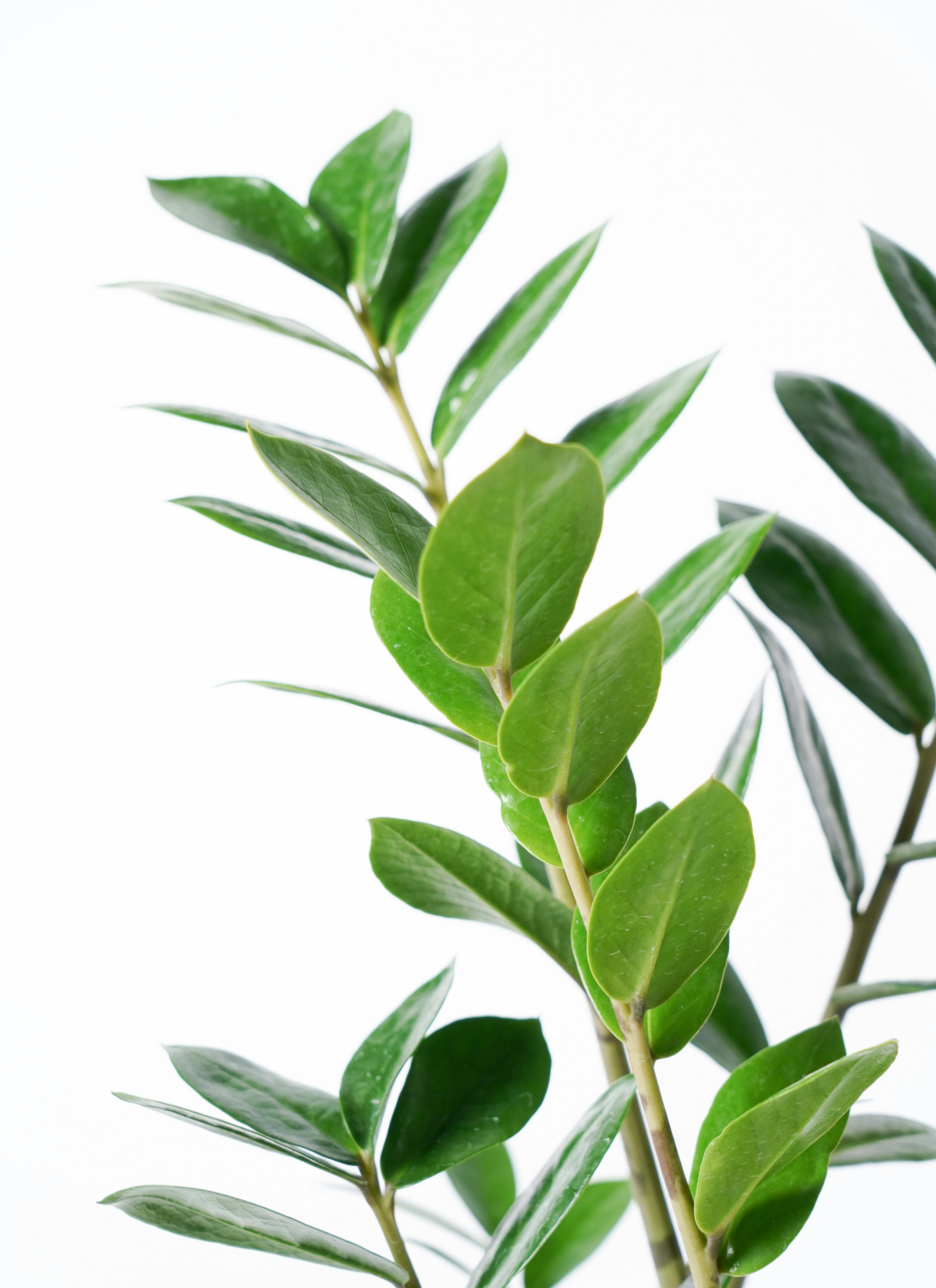 ザミオクルカス ラウンドリーフ 観葉植物 ザミオクルカス 6号 ラウンド 付き | 観葉植物ならHitoHana