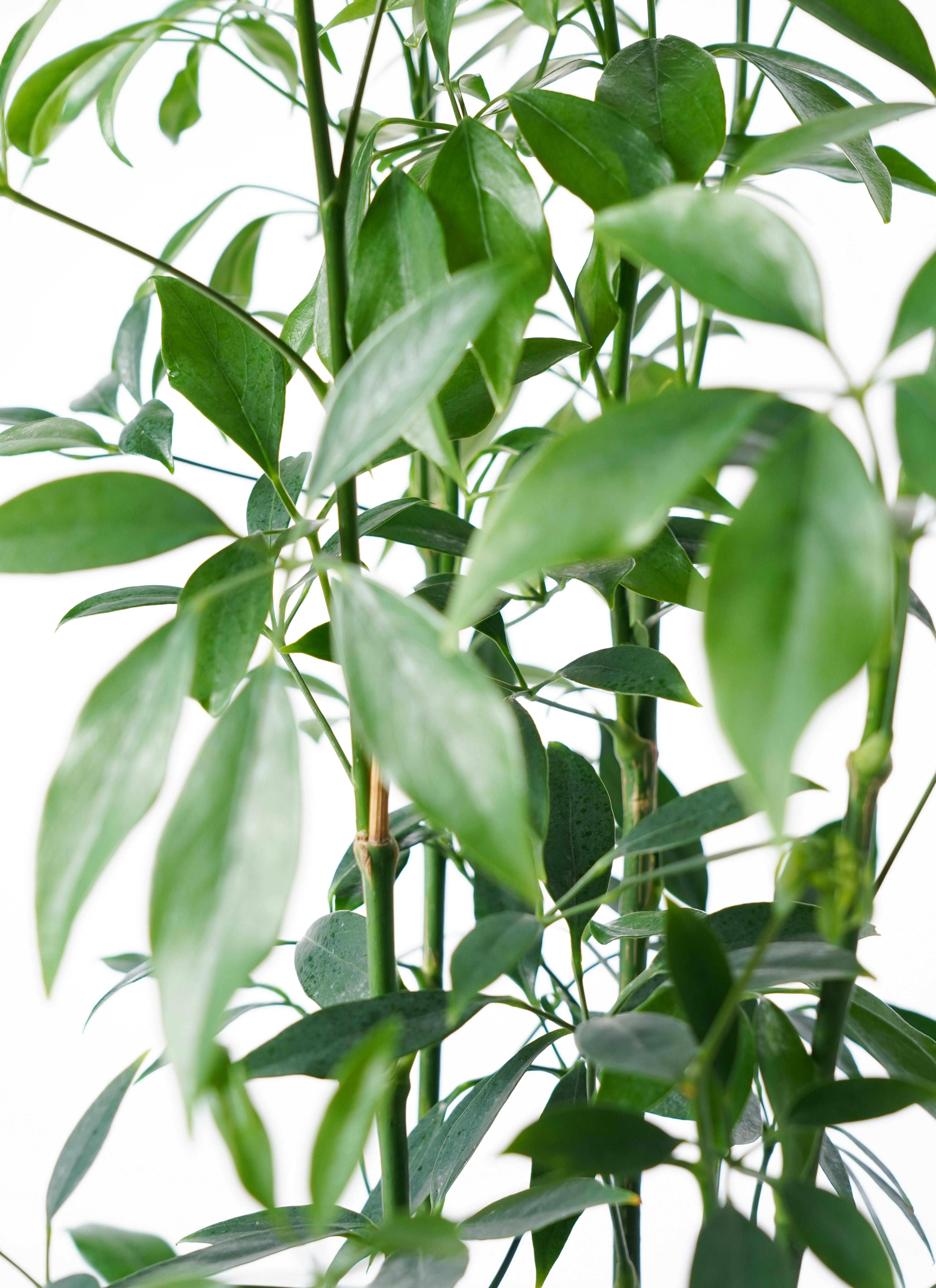 観葉植物 シェフレラ 6号 コンパクタ プラスチック鉢 | 観葉植物なら
