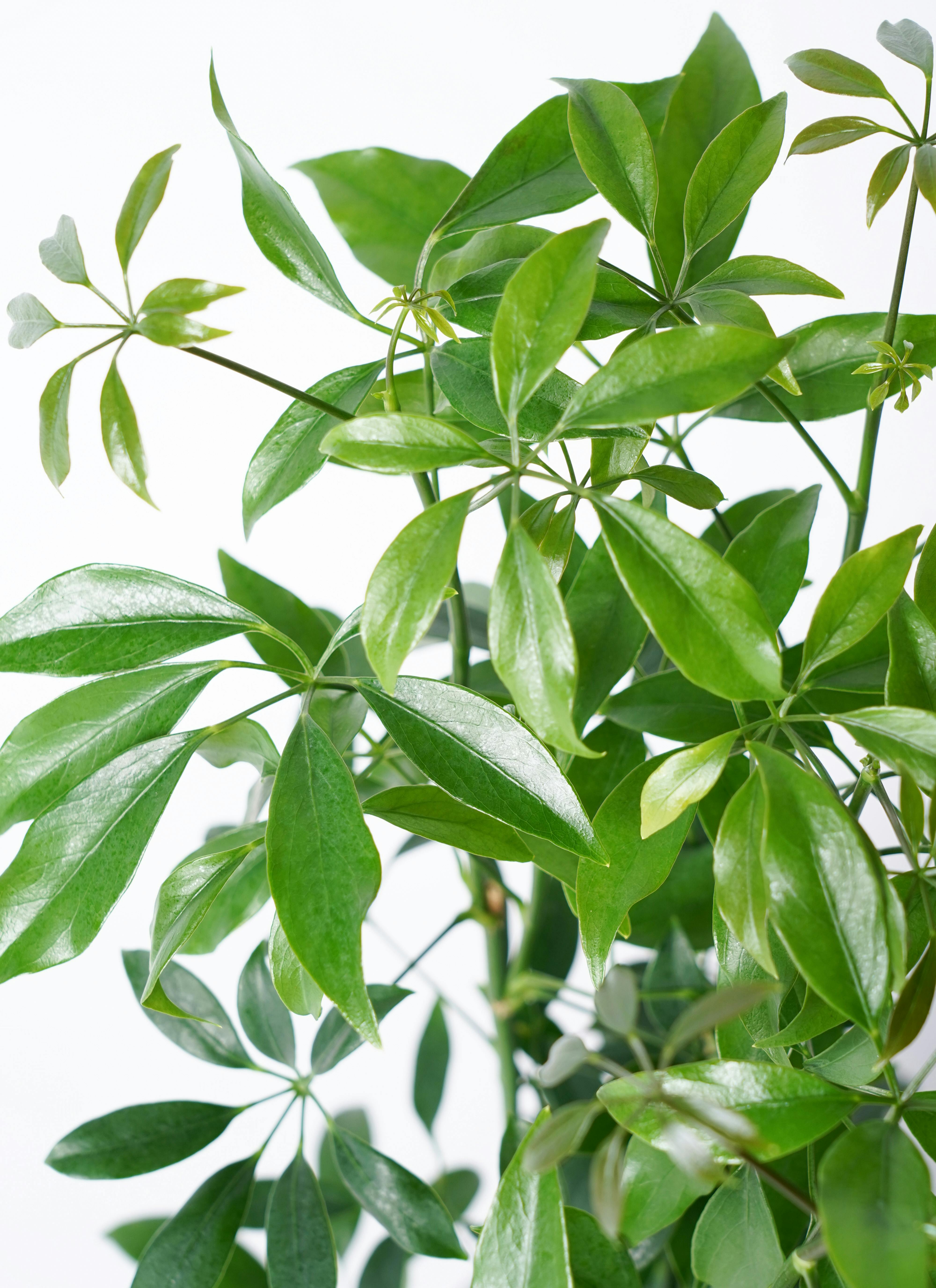 1 シェフレラ SP 6号　観葉植物 1 シェフレラ SP 6号 観葉植物