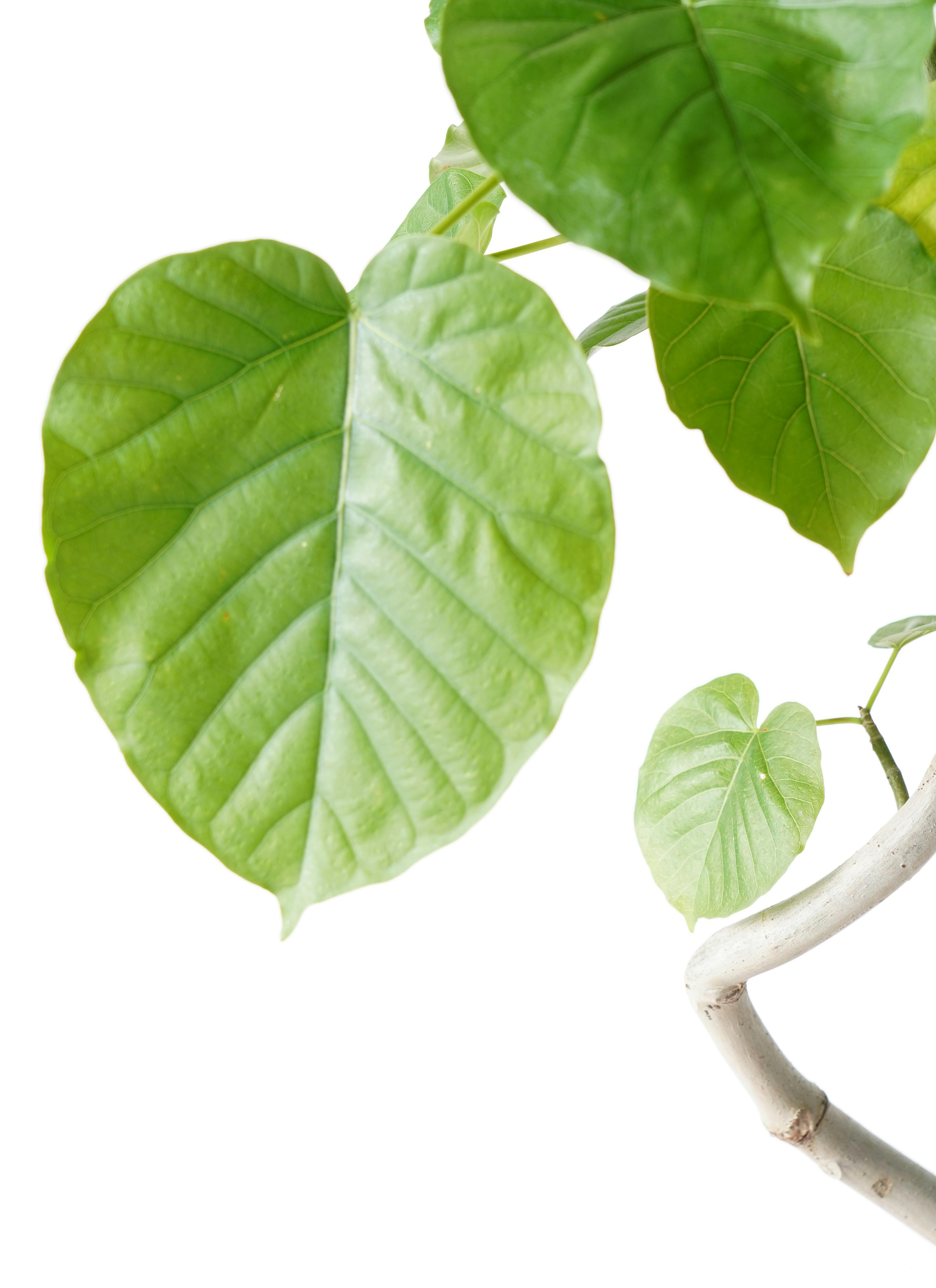 観葉植物 フィカス ウンベラータ 6号 曲り プラスチック鉢 | 観葉植物